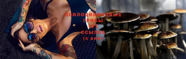 крисы Аркадак