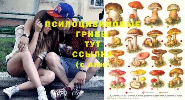 крисы Аркадак